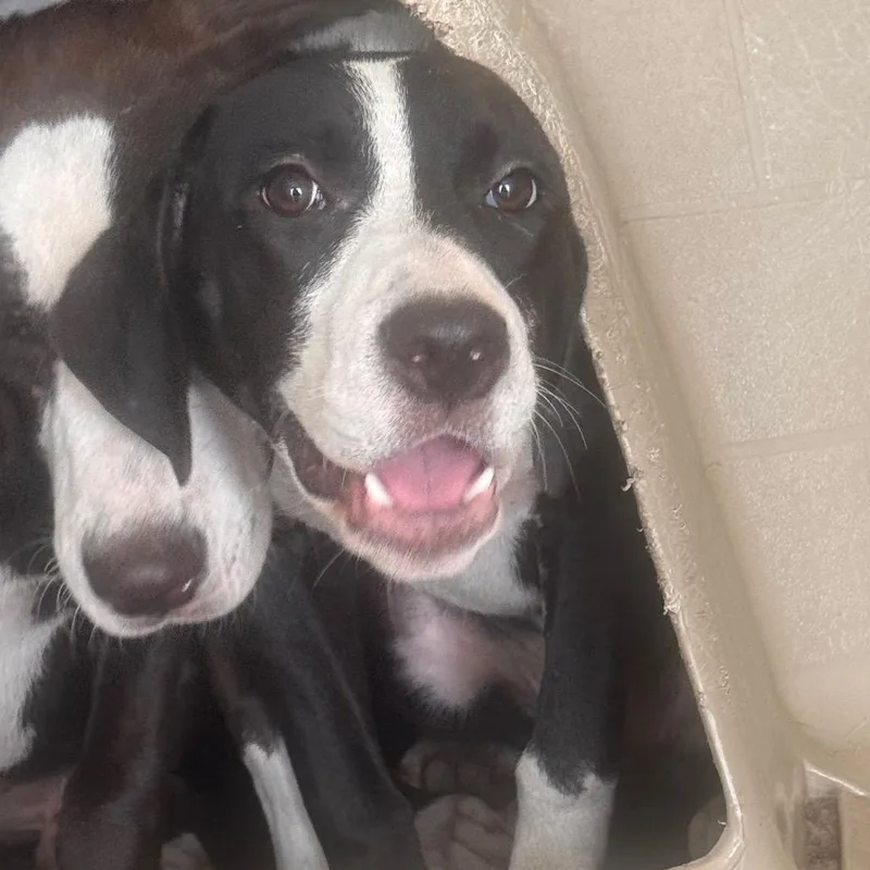A young medium-sized female Black Retriever dog named Skye for adoption in Starkville, MS