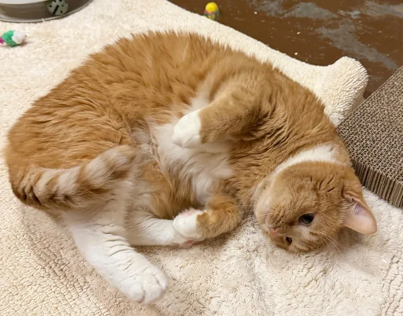 Julie Jambalaya thumbnail 2