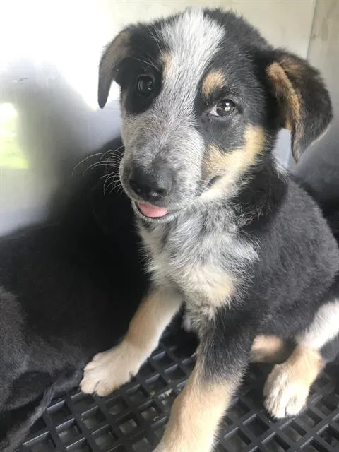 A baby small-sized female Mixed Breed dog named Girlie for adoption in Dallas, TX