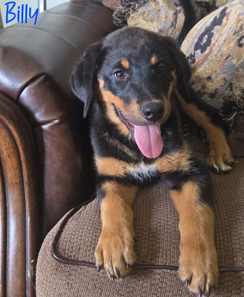 A baby large-sized male Black Rottweiler dog named Billy for adoption in Warren, MI