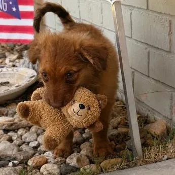 A baby medium-sized male Brown / Chocolate Border Collie dog named Finn for adoption in Quitman, TX