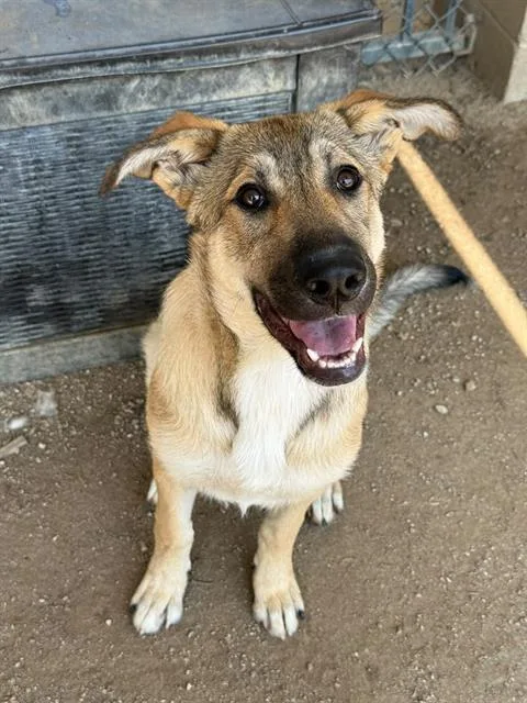 A young medium-sized female Shepherd dog named Sarabi for adoption in Riverside, CA
