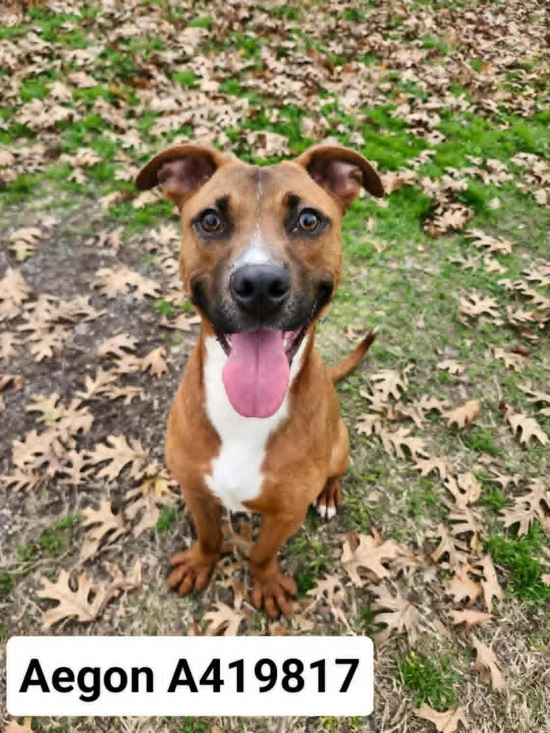 A young medium-sized male Black Mouth Cur dog named Aegon for adoption in Conroe, TX