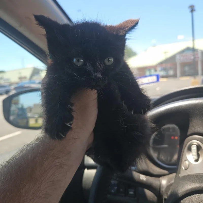 A baby small-sized male Black Domestic Short Hair cat named Carlisle for adoption in Wilmington, DE