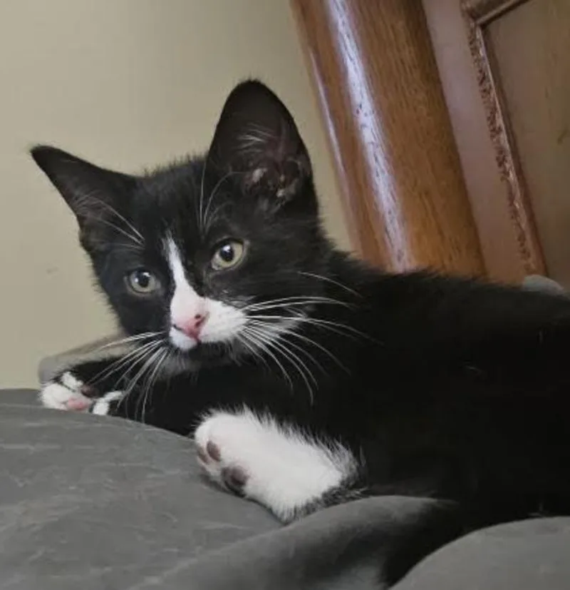 A baby medium-sized male Black & White / Tuxedo Domestic Short Hair cat named Maxwell for adoption in Cincinnati, OH