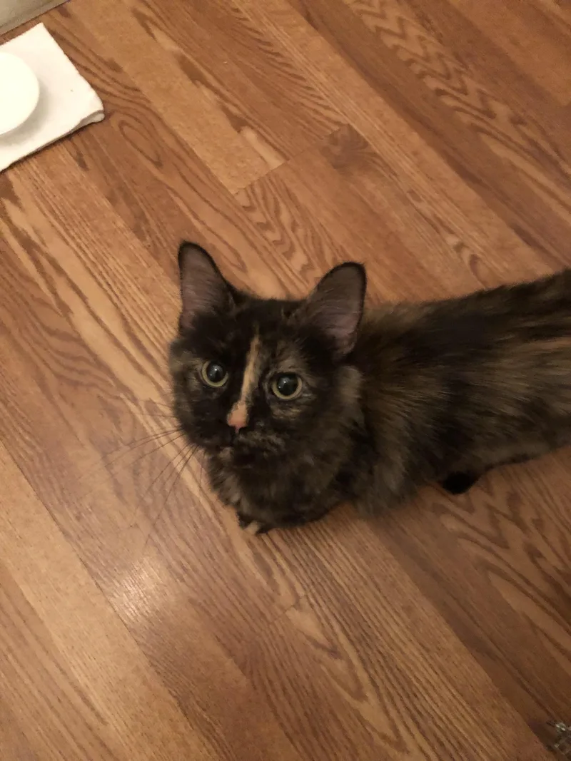 An adult medium-sized female Domestic Medium Hair cat named Cher for adoption in Bethel Park, PA
