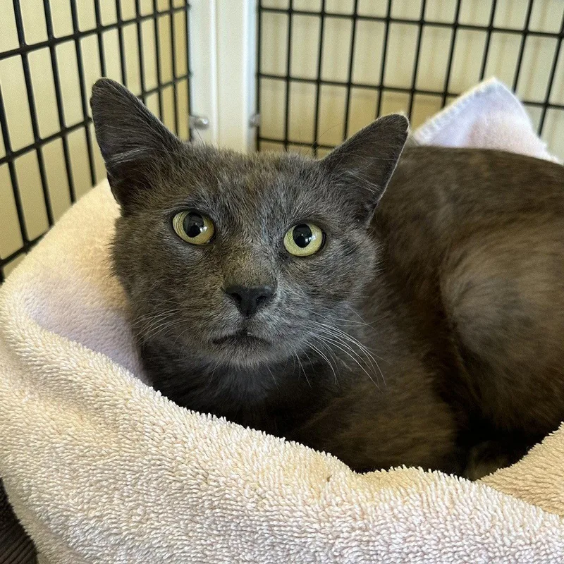 An adult medium-sized male Gray / Blue / Silver Domestic Short Hair cat named Jeffery for adoption in Burlingame, CA