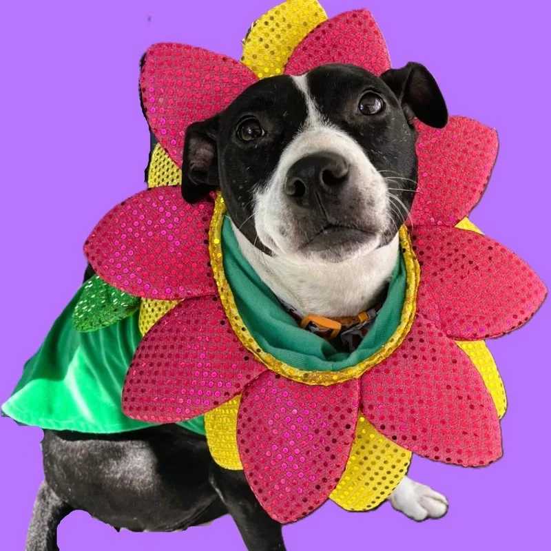 An adult medium-sized female Black Mixed Breed dog named Dandelion for adoption in Lakeland, FL