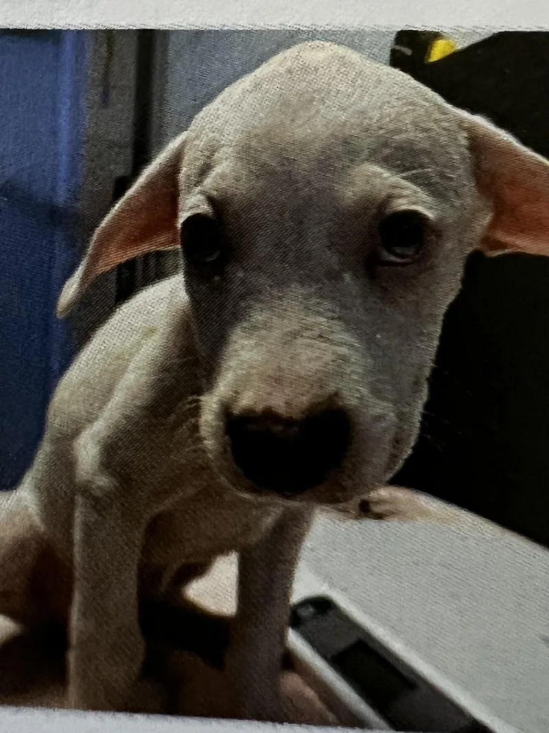 A baby medium-sized male Red / Chestnut / Orange Cattle Dog dog named Claude for adoption in New Windsor, NY