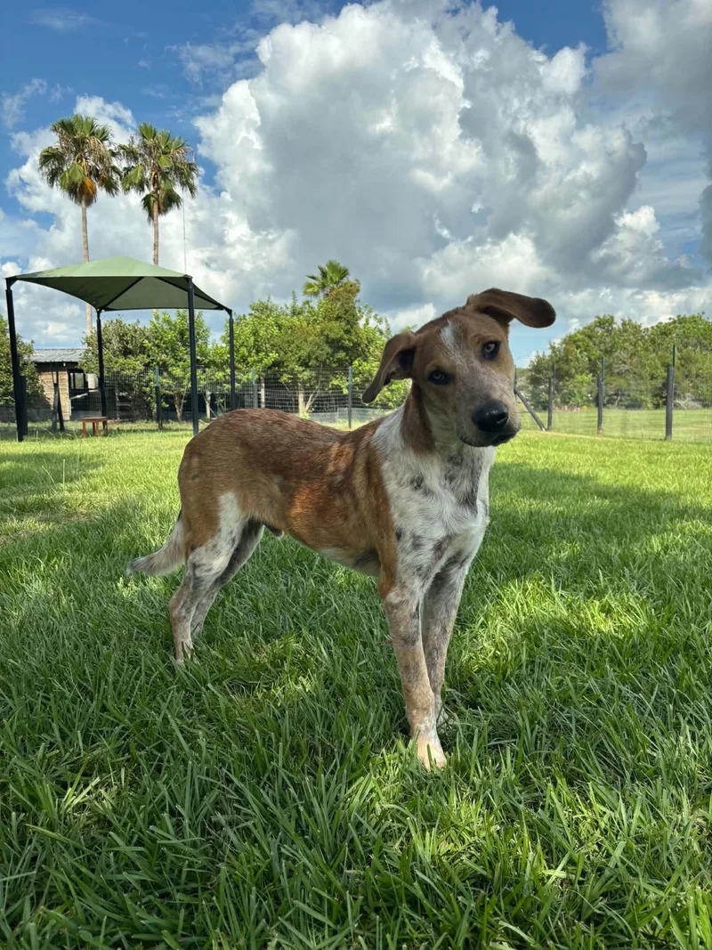 A baby medium-sized male Red / Chestnut / Orange Hound dog named Wheatley for adoption in Myakka City, FL