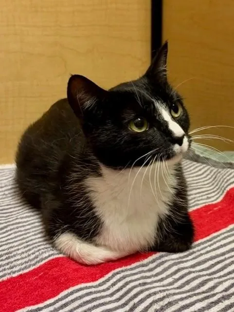 A young large-sized female Domestic Short Hair cat named Pietra for adoption in Camarillo, CA