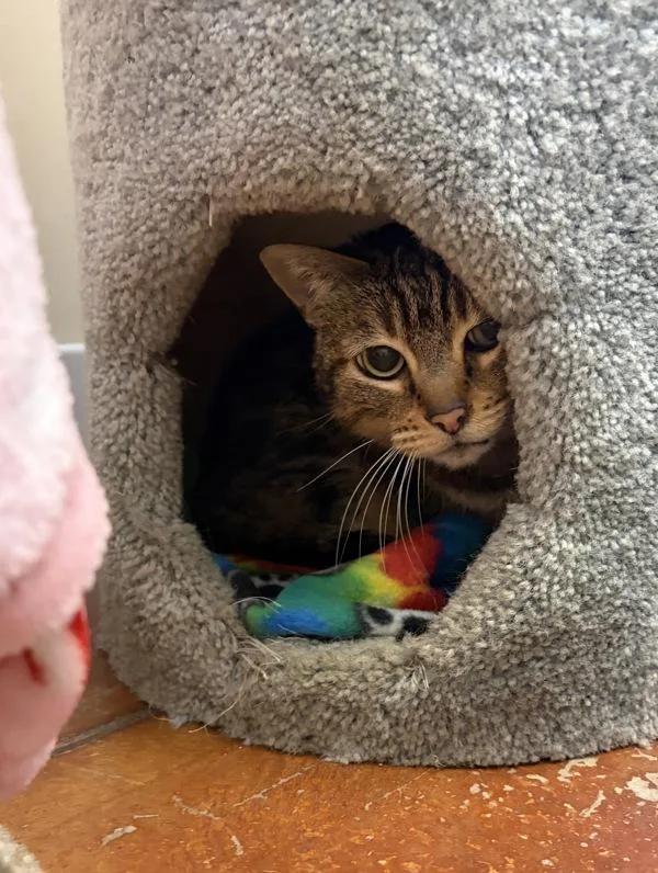 A senior small-sized female Domestic Short Hair cat named Dee for adoption in Monterey, CA