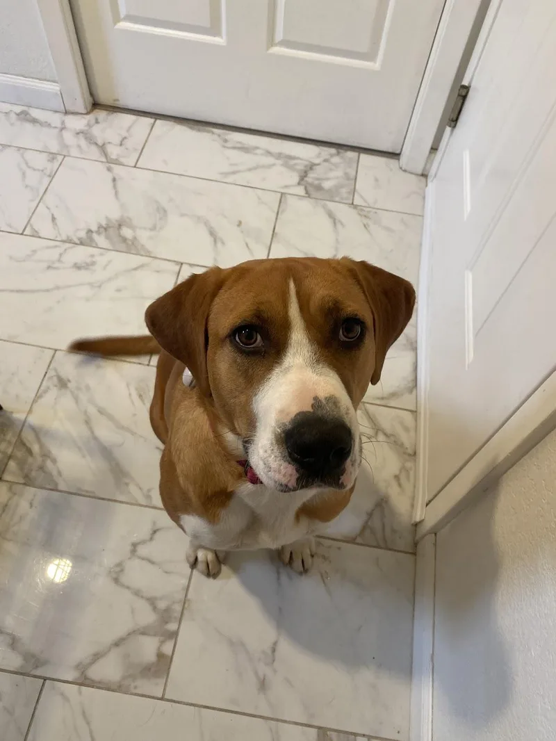 An adult medium-sized female Brown / Chocolate Bloodhound dog named Perdita for adoption in Davis, CA