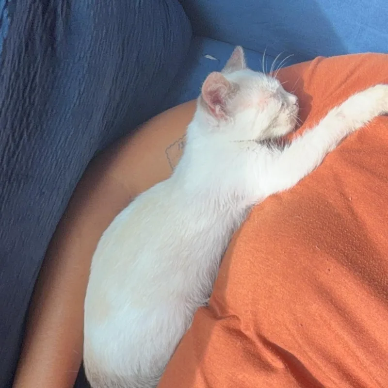 A baby medium-sized female Siamese cat named Siamese for adoption in Gainesville, VA