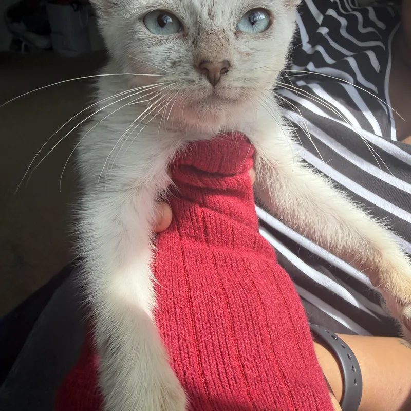 Siamese thumbnail 2