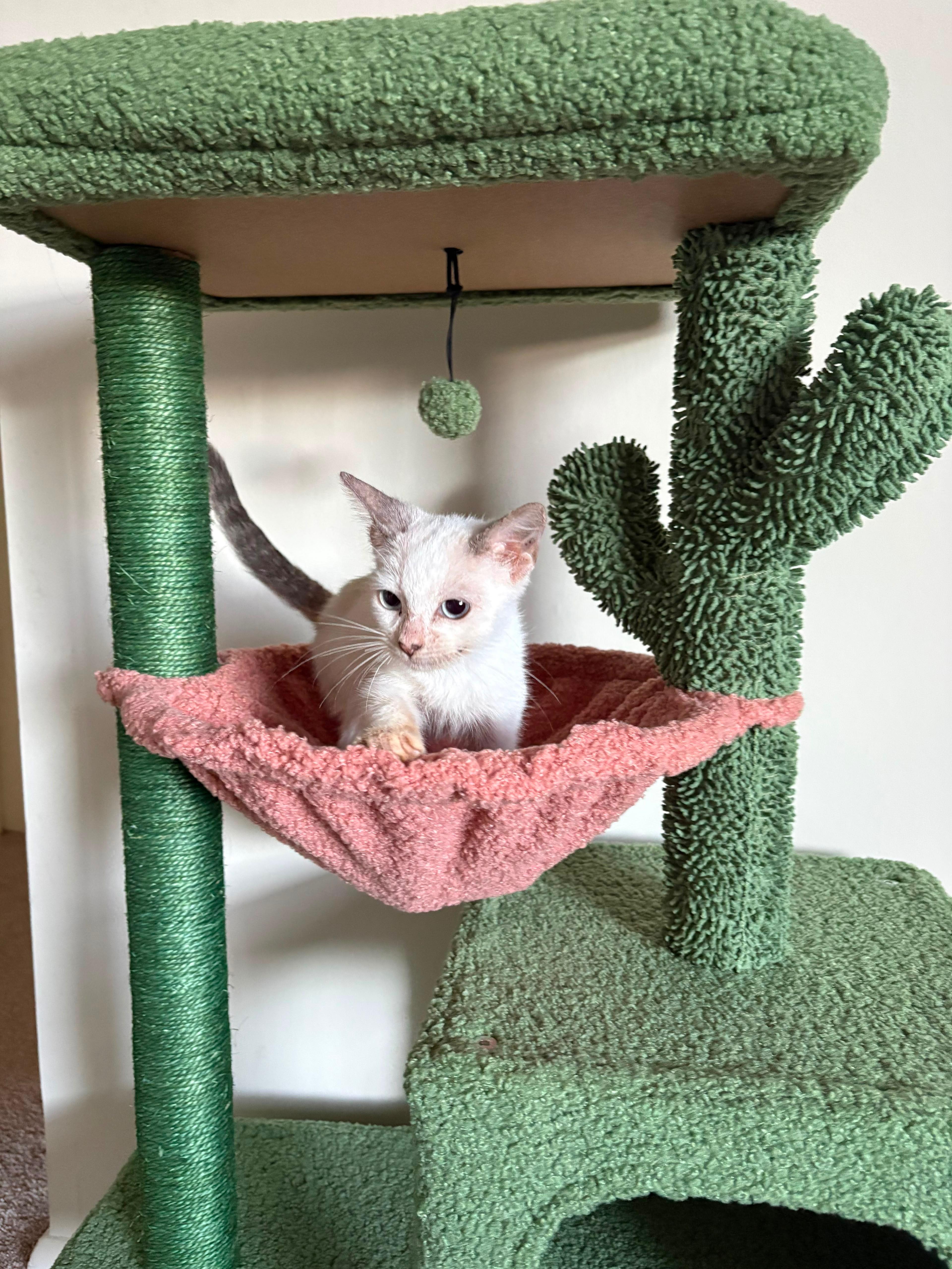 Siamese thumbnail 3