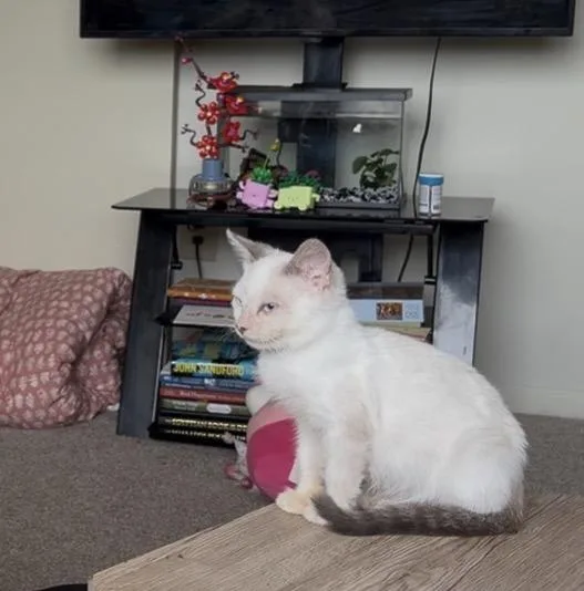 Siamese thumbnail 4