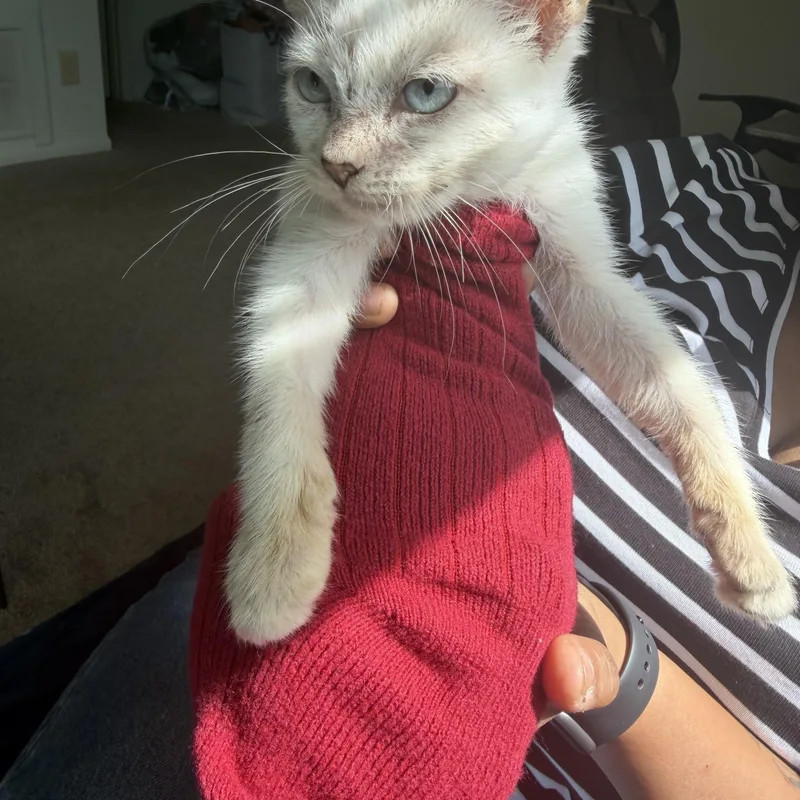 Siamese thumbnail 5