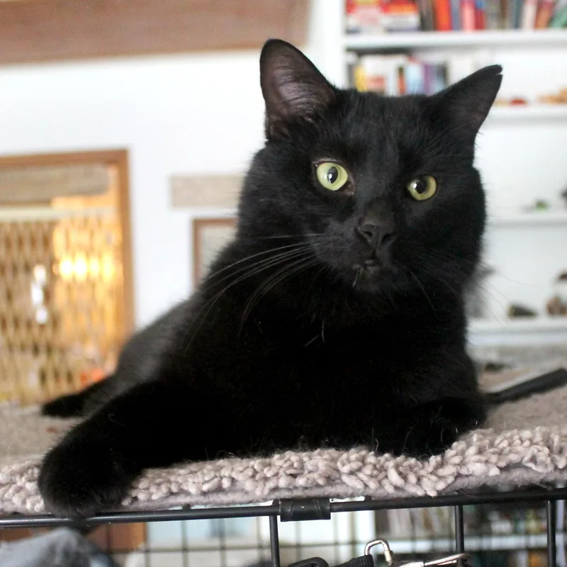 An adult medium-sized female Black Domestic Short Hair cat named Blackbird for adoption in Guthrie, OK