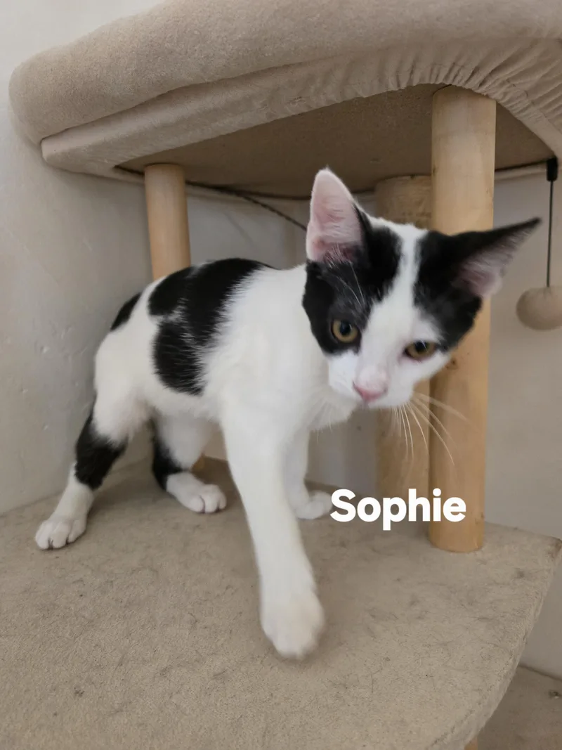A baby medium-sized female Black & White / Tuxedo Domestic Short Hair cat named Sophie for adoption in Vacaville, CA