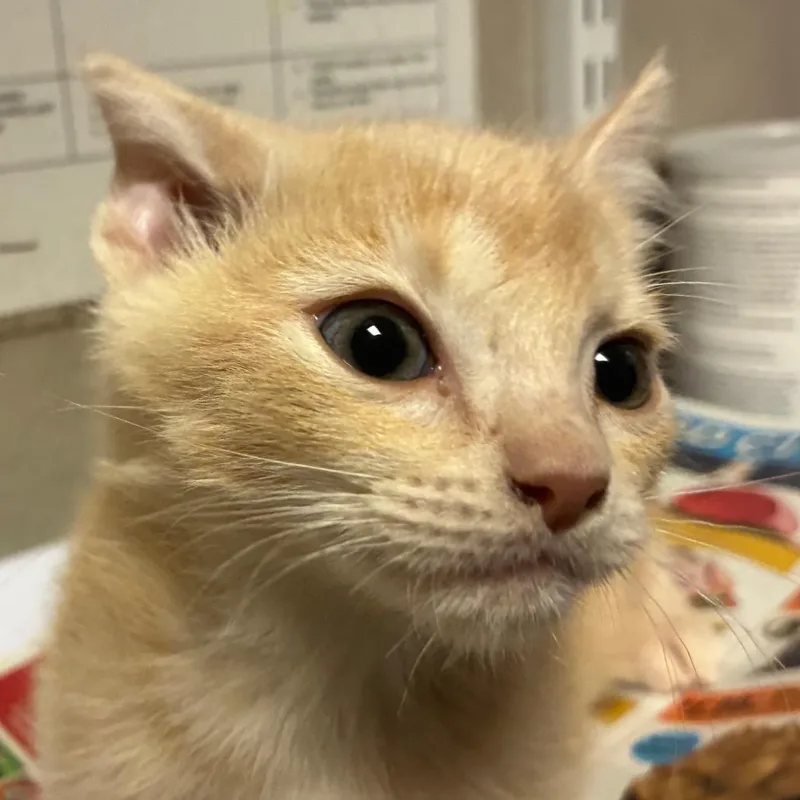 A baby small-sized male Orange / Red Domestic Short Hair cat named Crush for adoption in Yuma, AZ