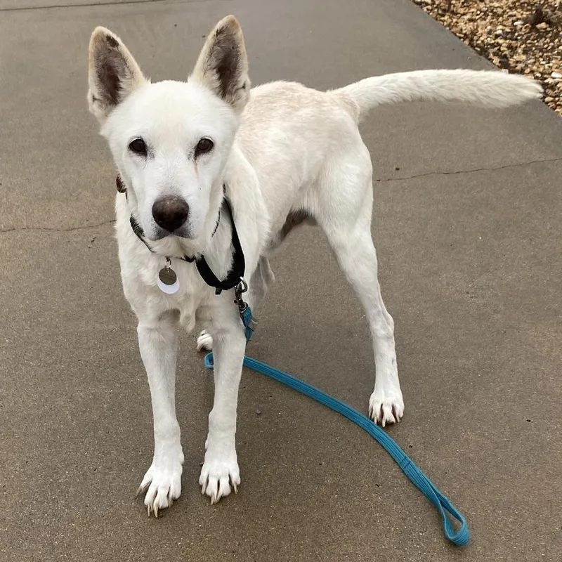 A senior large-sized male White / Cream Shepherd dog named McClure for adoption in Ramona, CA