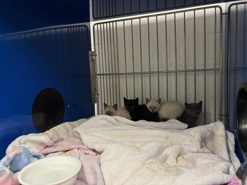 A baby small-sized male Black Domestic Short Hair cat named Pinky for adoption in Alexandria, VA
