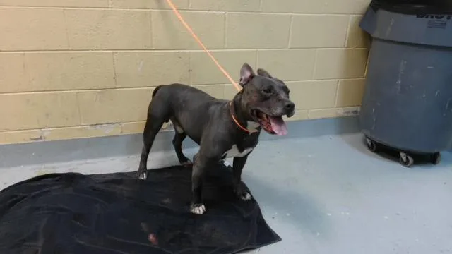 An adult large-sized male Pit Bull Terrier dog named Beeka for adoption in Tulsa, OK