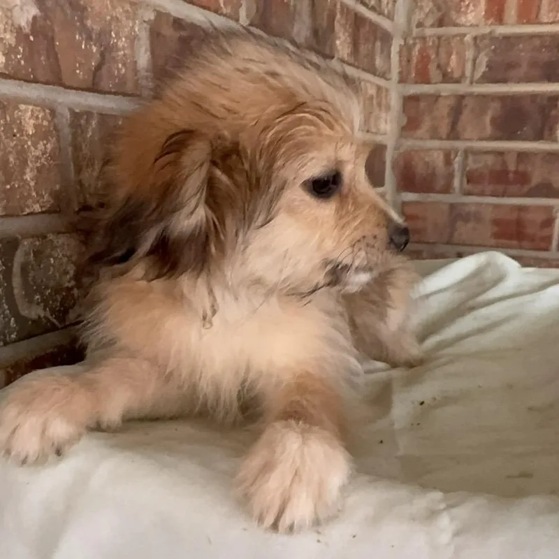 A baby small-sized male Yellow / Tan / Blond / Fawn Maltese dog named Simba for adoption in Pelham, NH