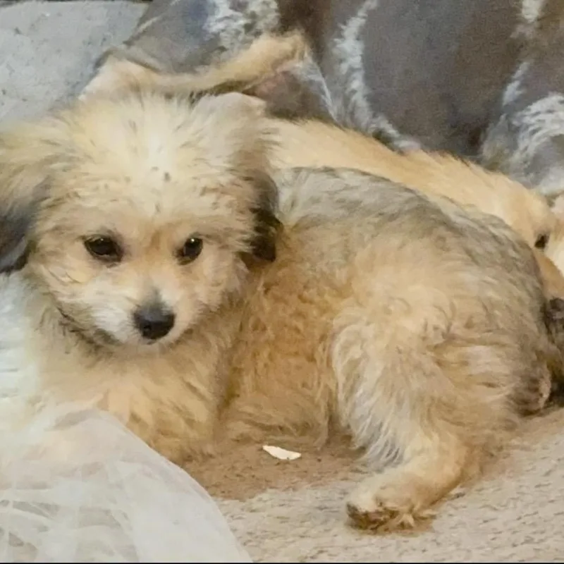 Simba thumbnail 2