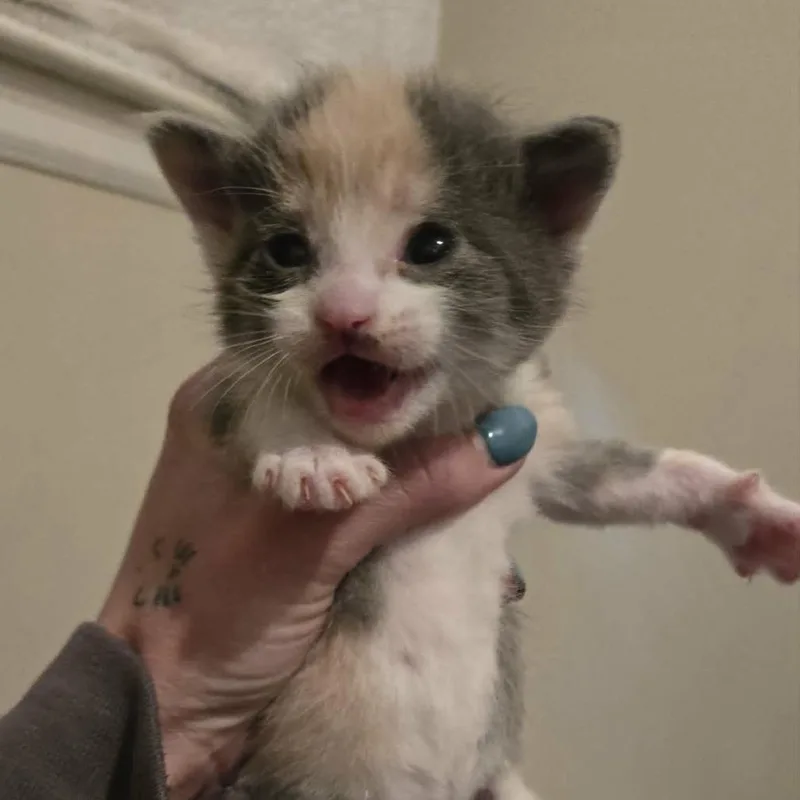 A baby small-sized female Calico Domestic Short Hair cat named Evy for adoption in LYLE, MN