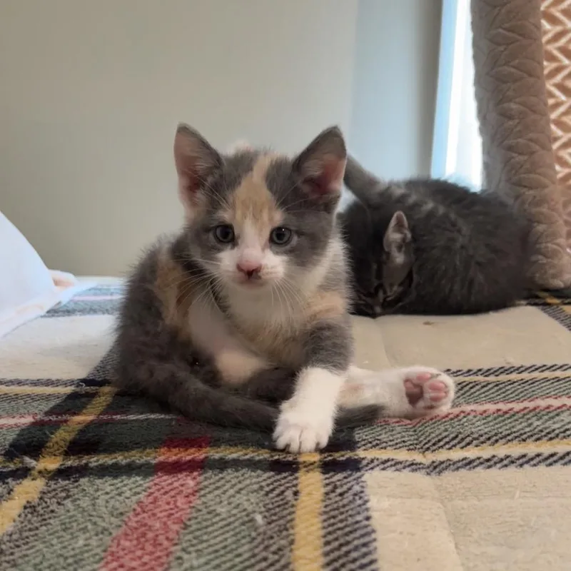 Evy thumbnail 2