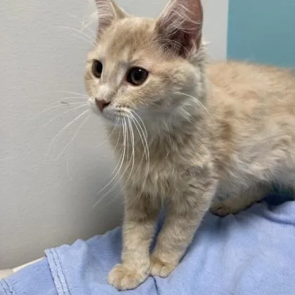 A baby small-sized male Domestic Short Hair cat named Hamlock for adoption in Janesville, WI