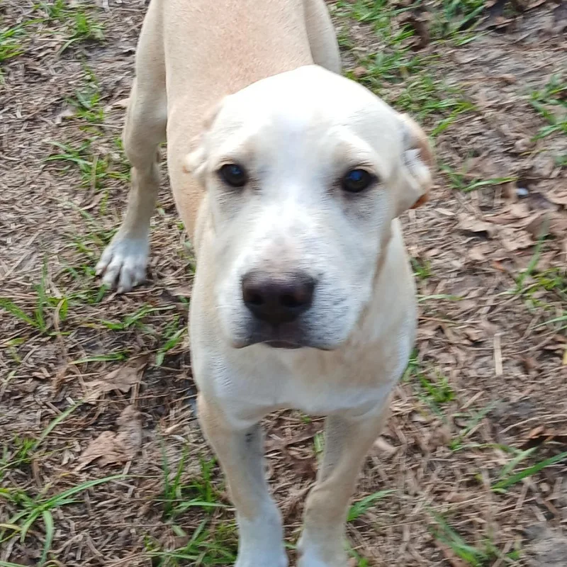 A baby medium-sized male White / Cream Mixed Breed dog named Ilyas for adoption in Williston, FL