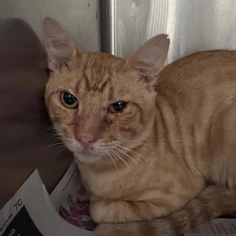 An adult large-sized male Orange / Red Domestic Short Hair cat named Chester for adoption in Lufkin, TX