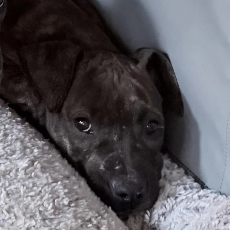 A baby medium-sized female American Staffordshire Terrier dog named Yoshi for adoption in Northville, MI