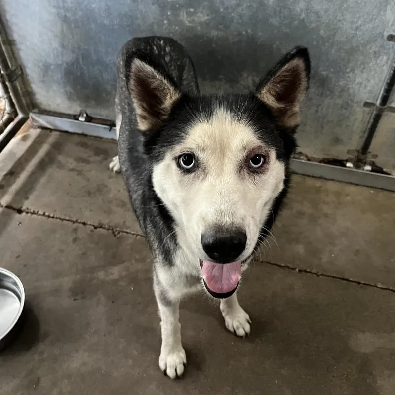 An adult medium-sized female Black Husky dog named Cheerio for adoption in Edinburg, TX
