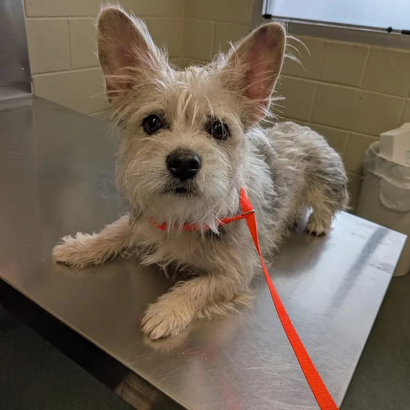 A young small-sized female White / Cream Norwich Terrier dog named Miss Piggy for adoption in Wimberley, TX