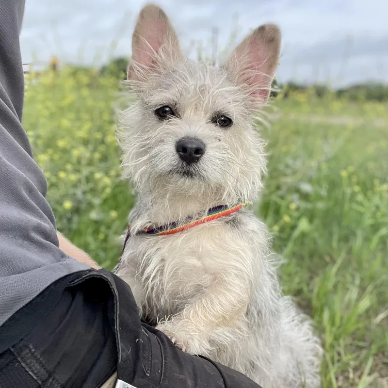 Miss Piggy thumbnail 2