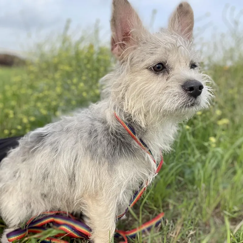 Miss Piggy thumbnail 3