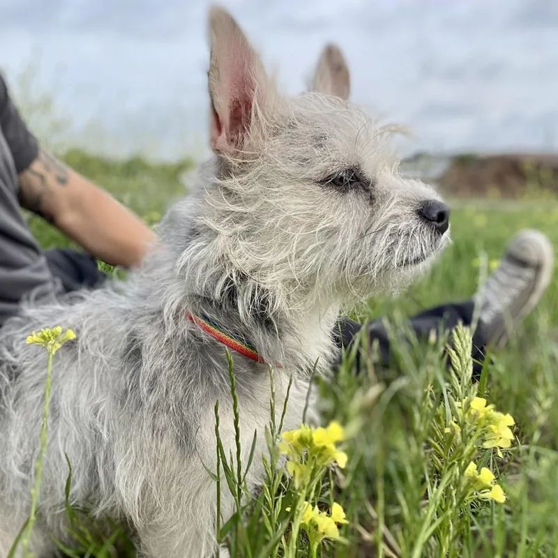 Miss Piggy thumbnail 4