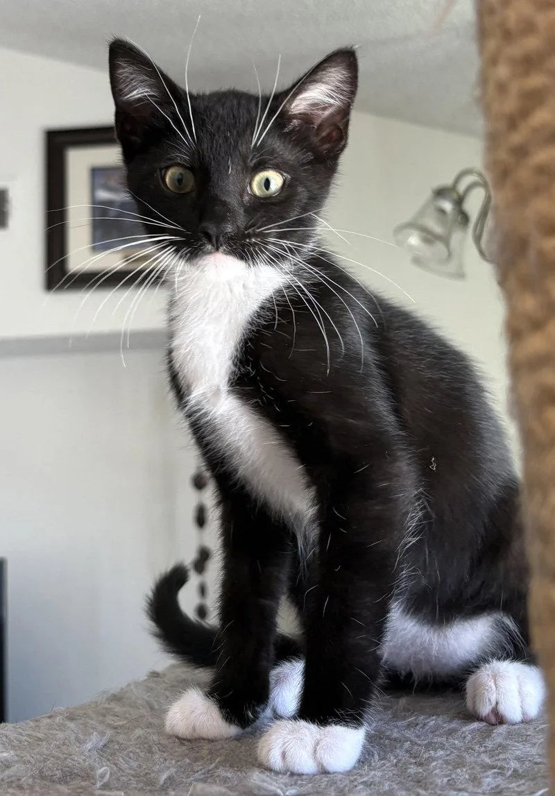 A baby medium-sized male Black & White / Tuxedo Domestic Short Hair cat named Zinger for adoption in Ventura, CA