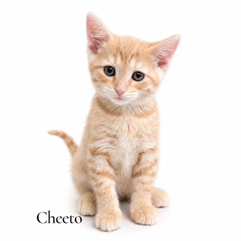 A baby medium-sized male Tabby (Orange / Red) Domestic Short Hair cat named Cheeto for adoption in Stevensville, MI