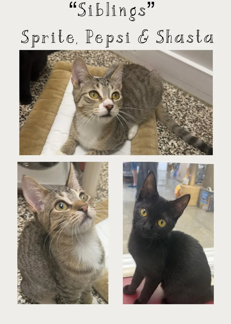 A baby medium-sized female Tabby (Brown / Chocolate) Domestic Short Hair cat named Pepsi  Sprite and for adoption in Fernandina Beach, FL