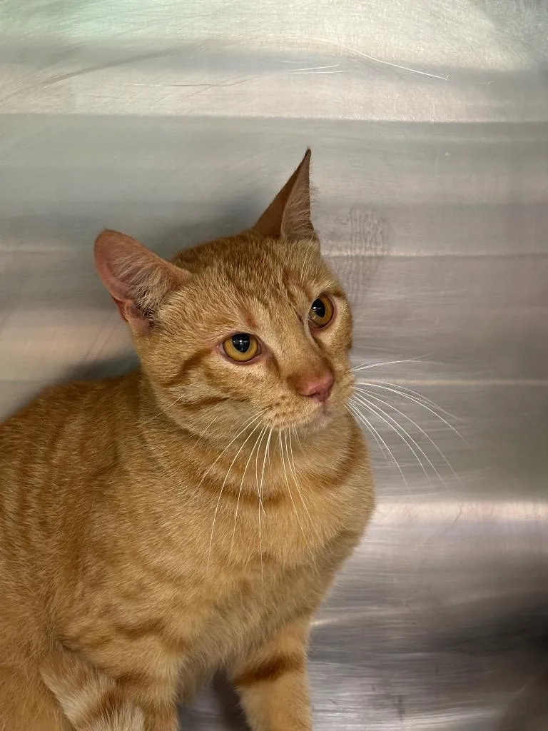 An adult large-sized male Domestic Short Hair cat named Red for adoption in Belton, TX