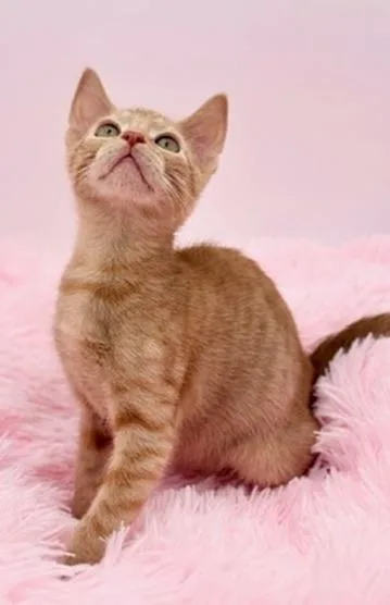 A baby medium-sized male Orange / Red Domestic Short Hair cat named Thorn for adoption in Covington, LA