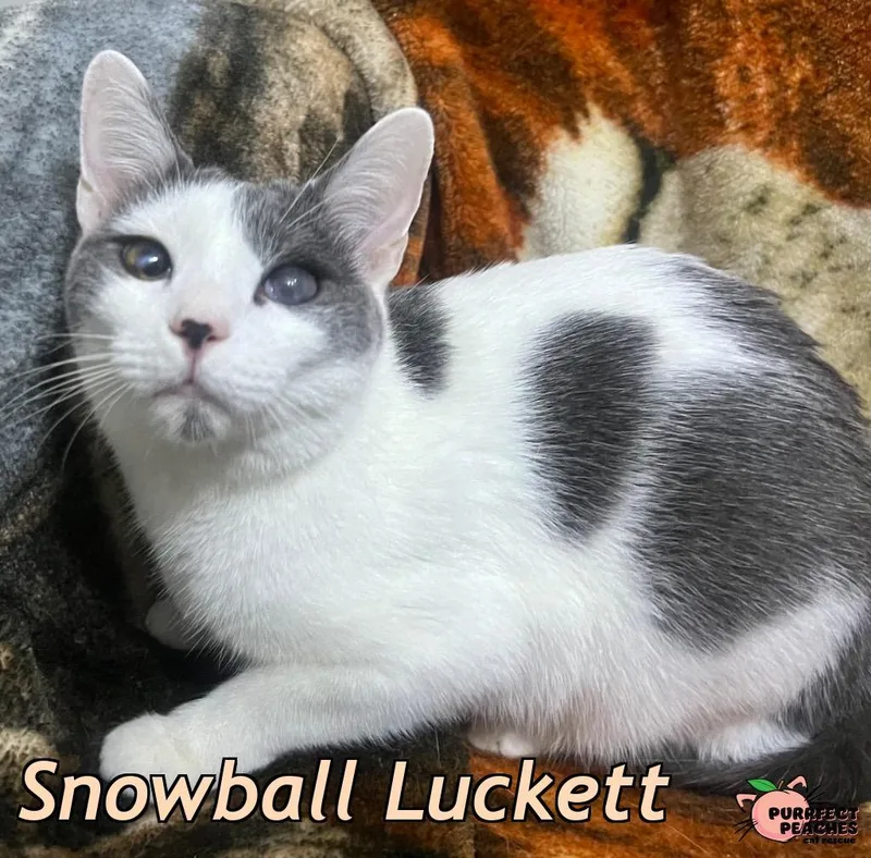A young medium-sized male Domestic Short Hair cat named Snowball Luckett for adoption in Douglasville, GA