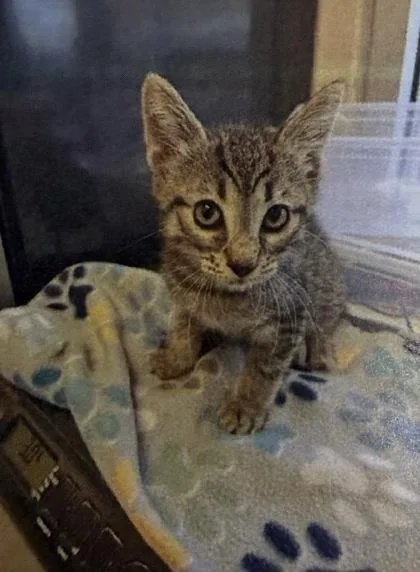A baby medium-sized male Domestic Short Hair cat named Mars for adoption in West Chester, PA
