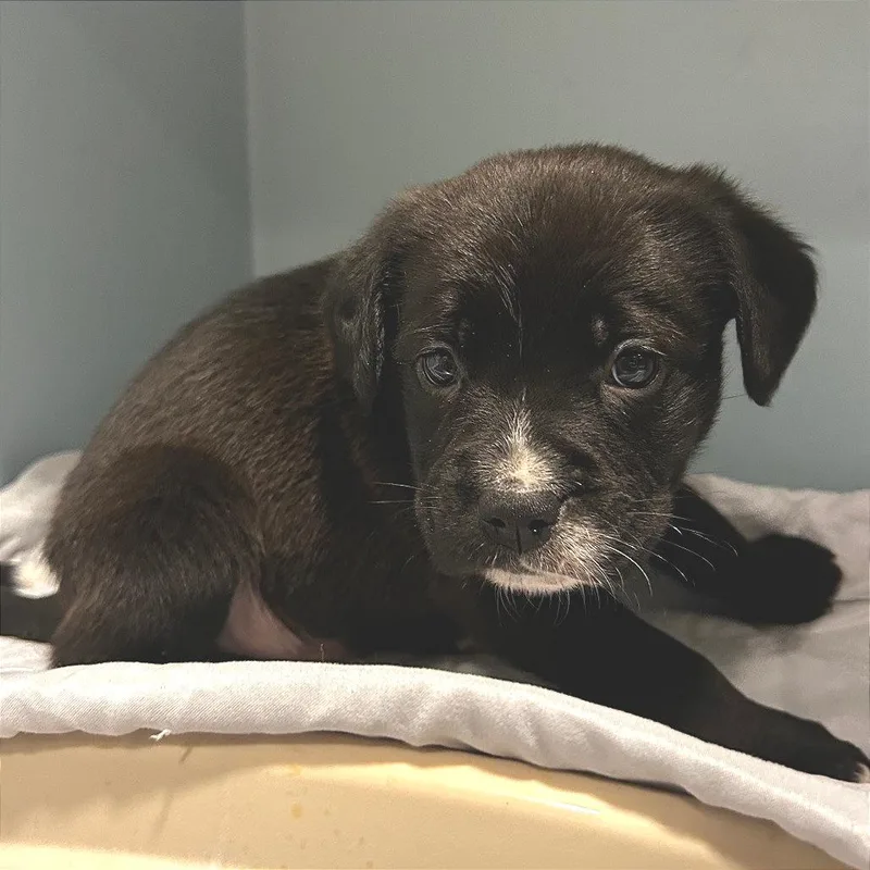 A baby small-sized male Black Mixed Breed dog named Whiskey for adoption in Chattanooga, TN