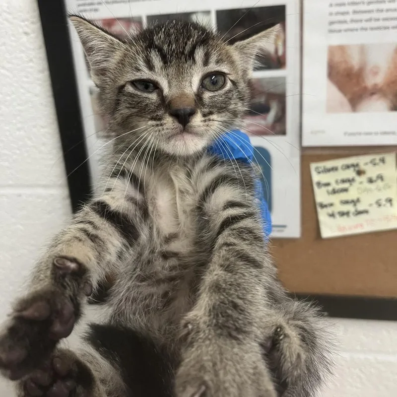 A baby small-sized male Brown / Chocolate Domestic Short Hair cat named Chewie for adoption in Edinburg, TX